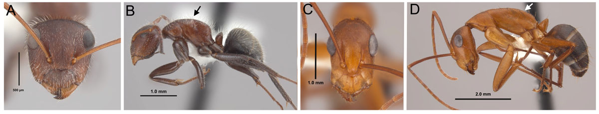 Fig 7